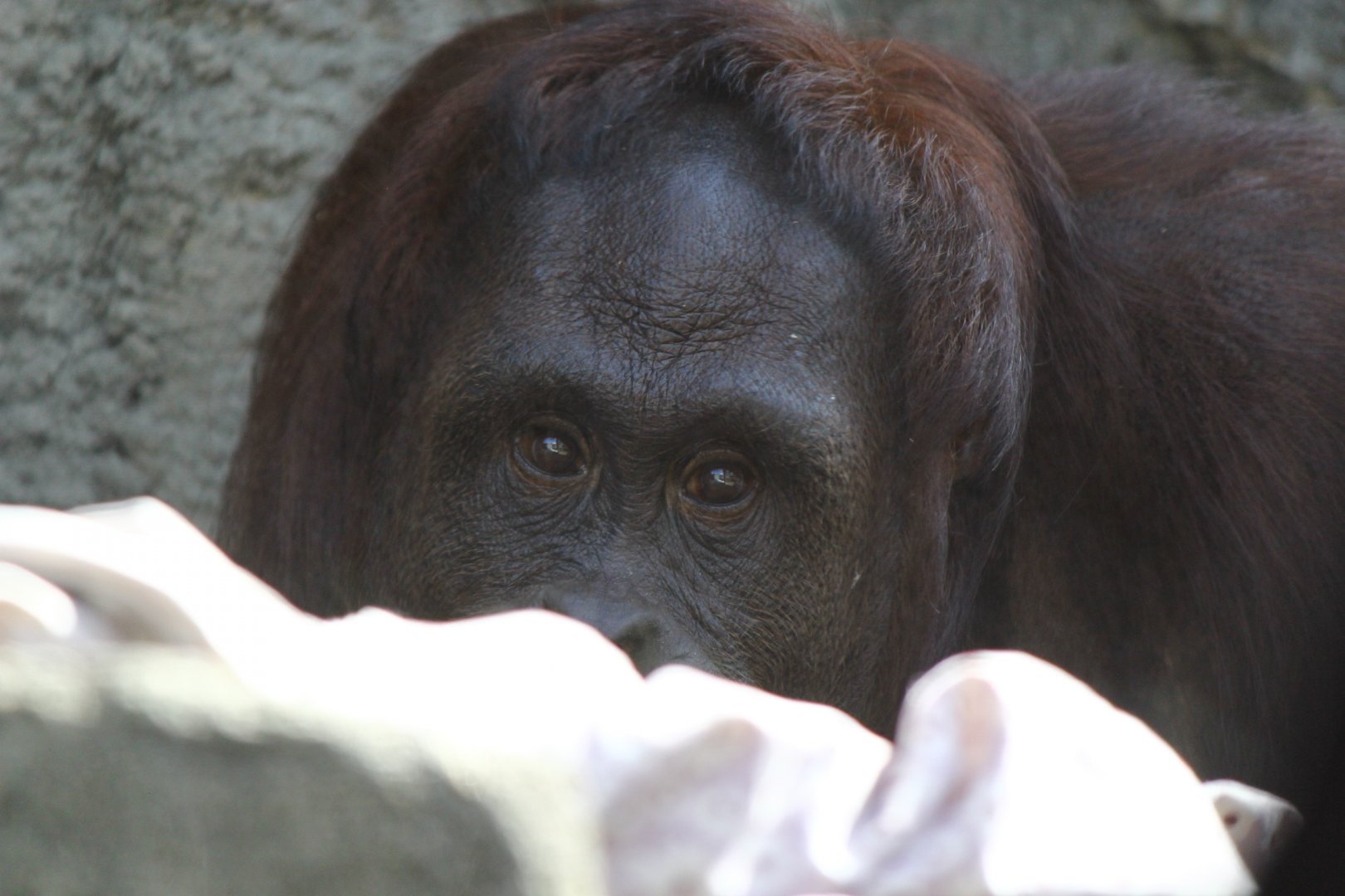 Bornean Orangutan
