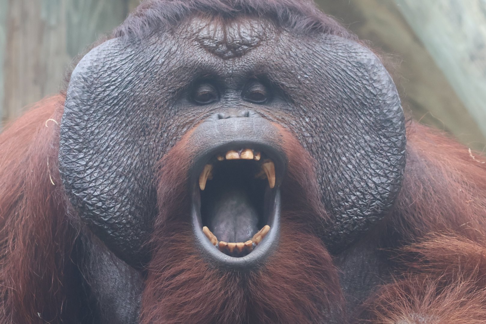Bornean orangutan