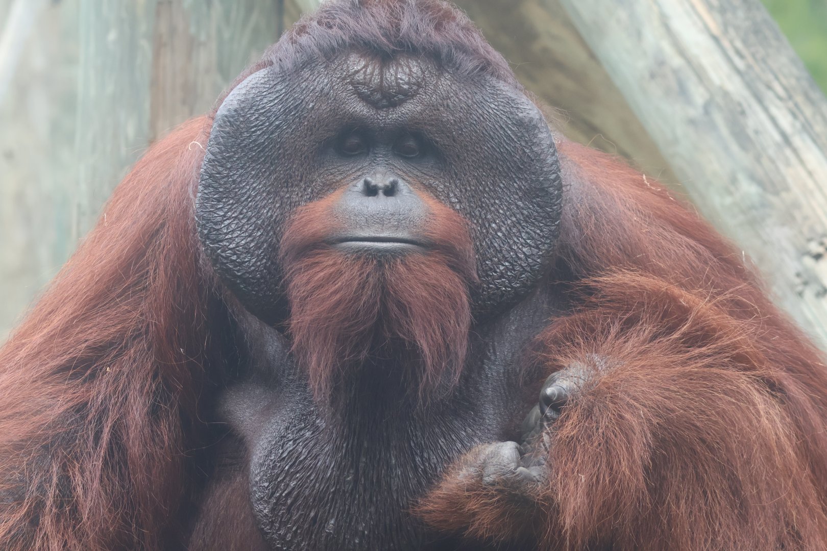 Bornean orangutan
