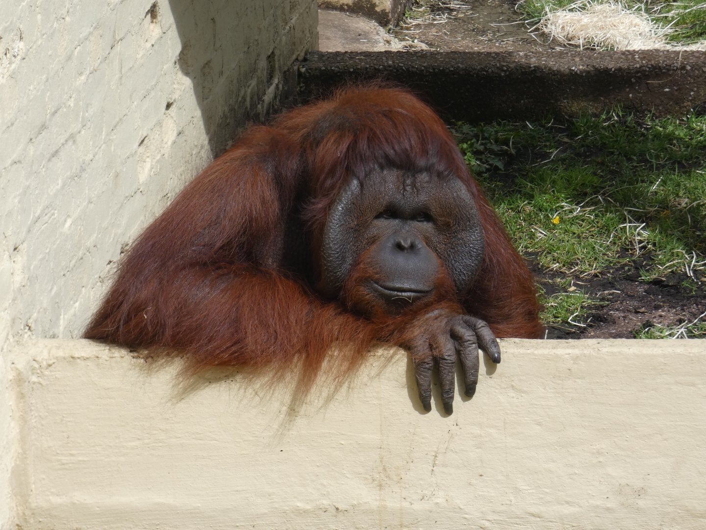 Bornean orangutan