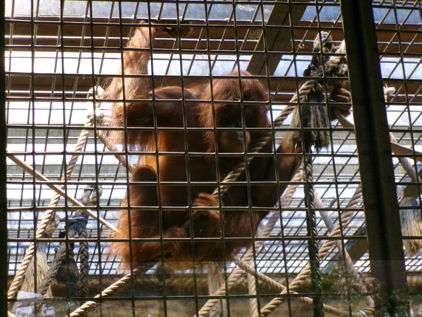 Bornean orangutan