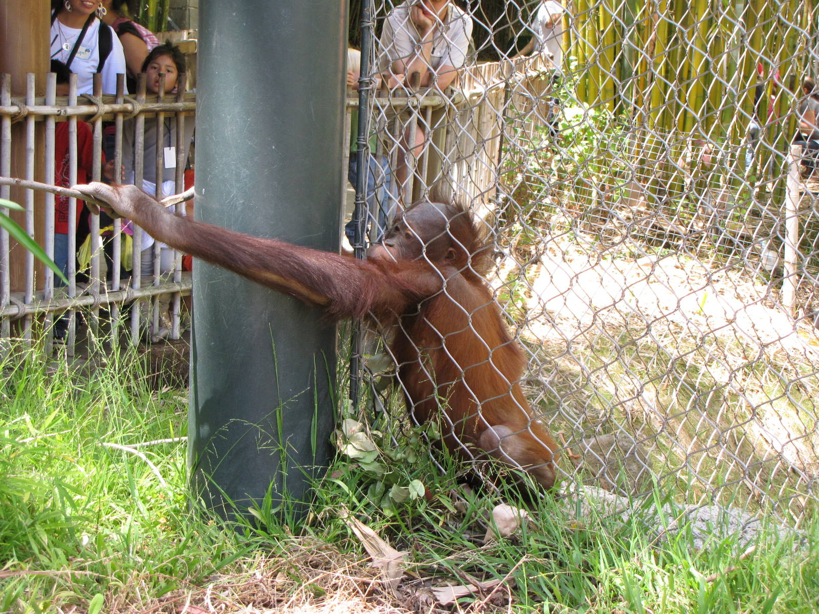 Bornean Orangutan