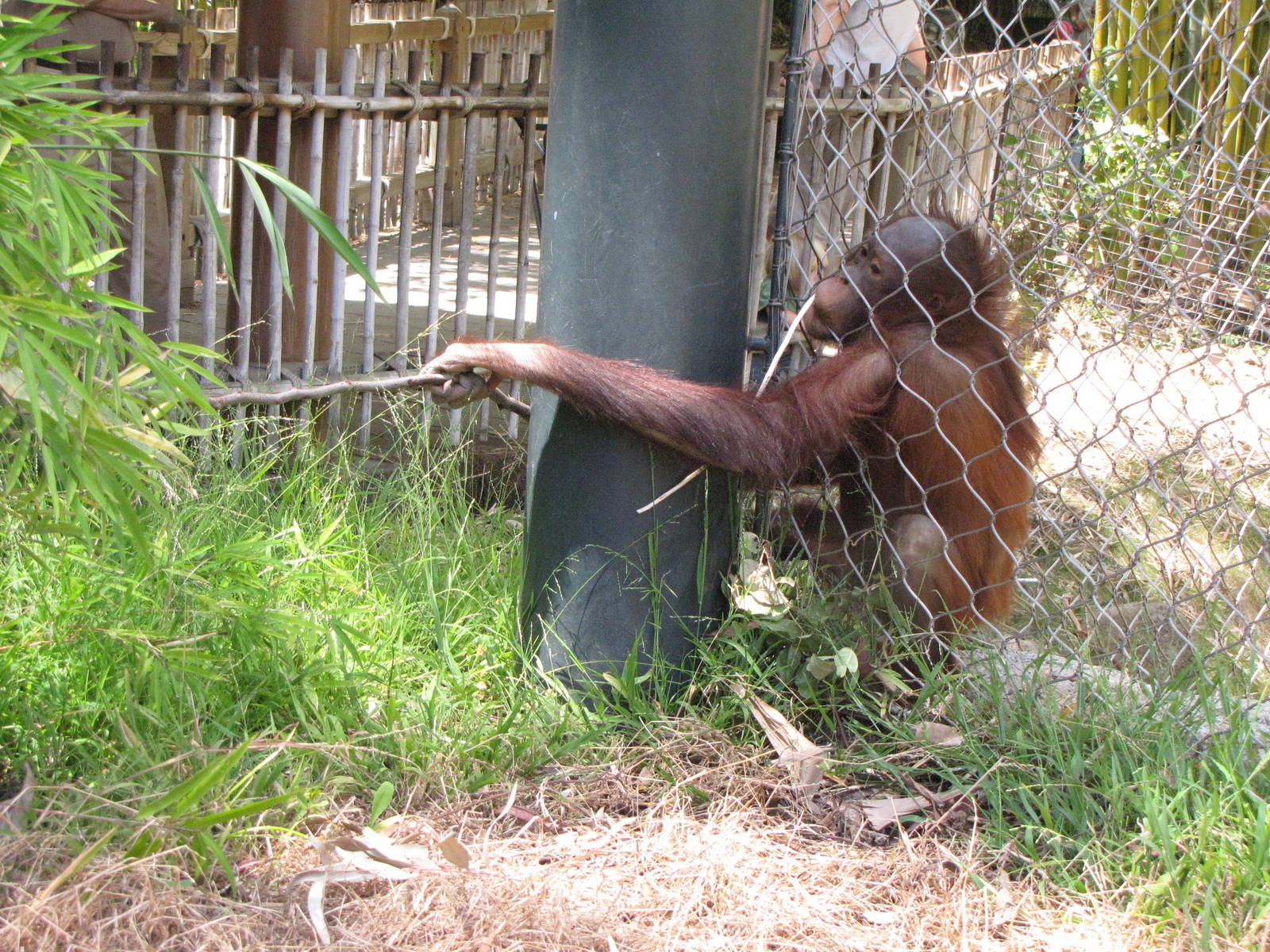 Bornean Orangutan