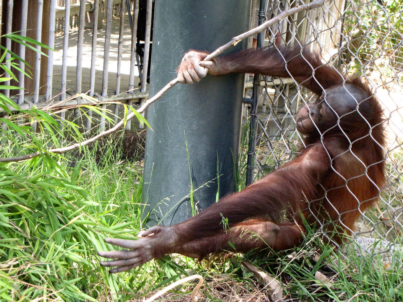 Bornean Orangutan