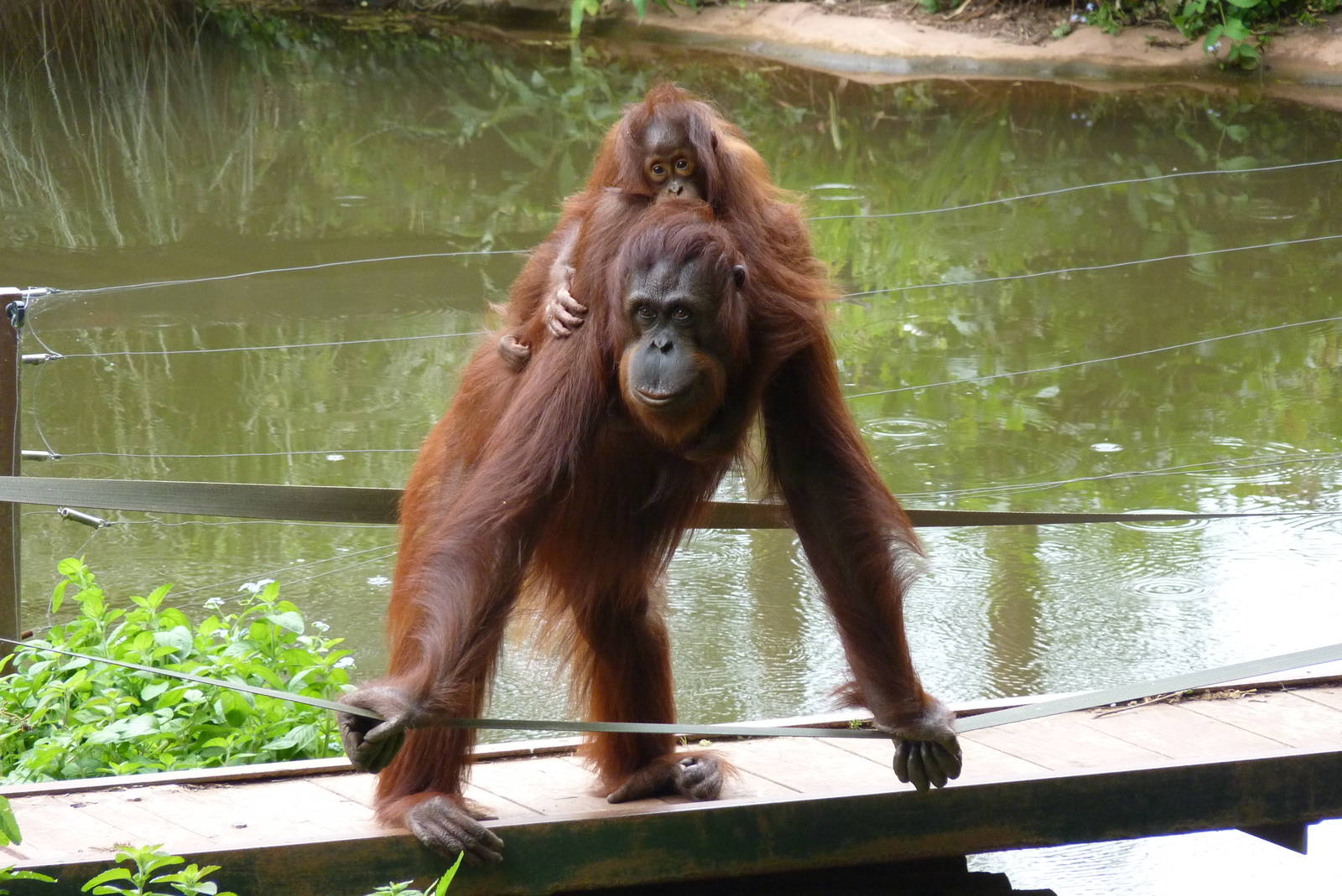 Bornean Orangutans, 1 July 2015