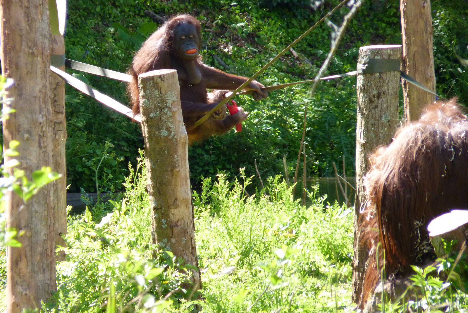 Bornean Orangutans, 14 May 2014