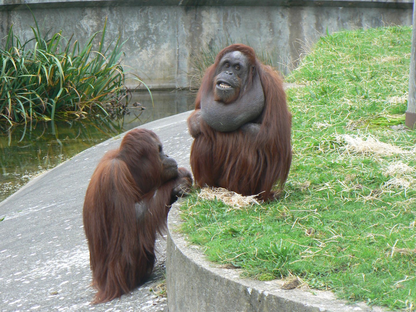 Bornean Orangutans - 15 October 2017