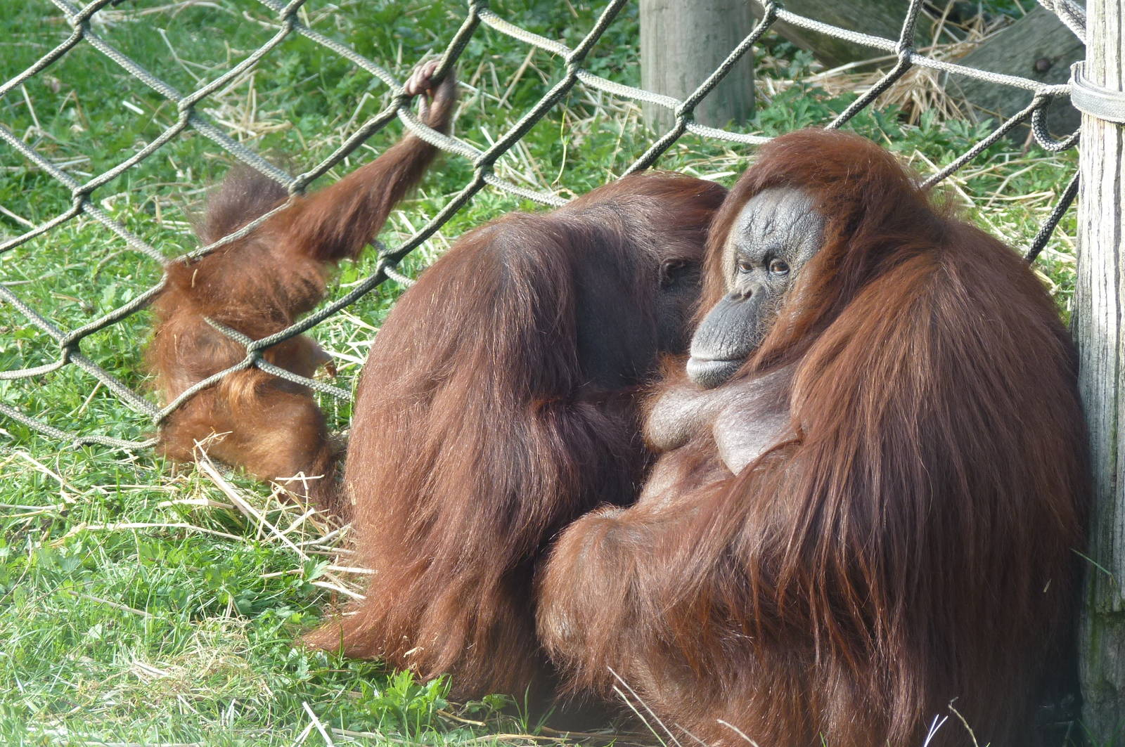 Bornean Orangutans, 17 October 2012