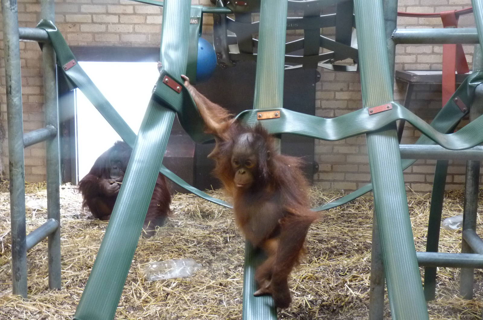 Bornean Orangutans, 17 October 2012