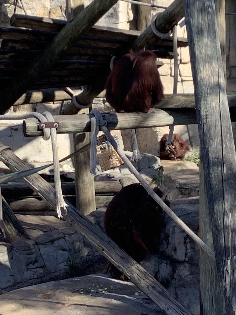 Bornean Orangutans 3/20/24