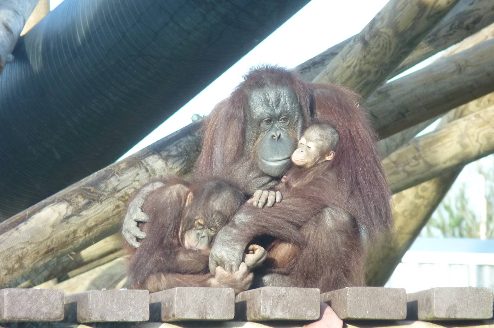 Bornean Orangutans, 30 December 2012