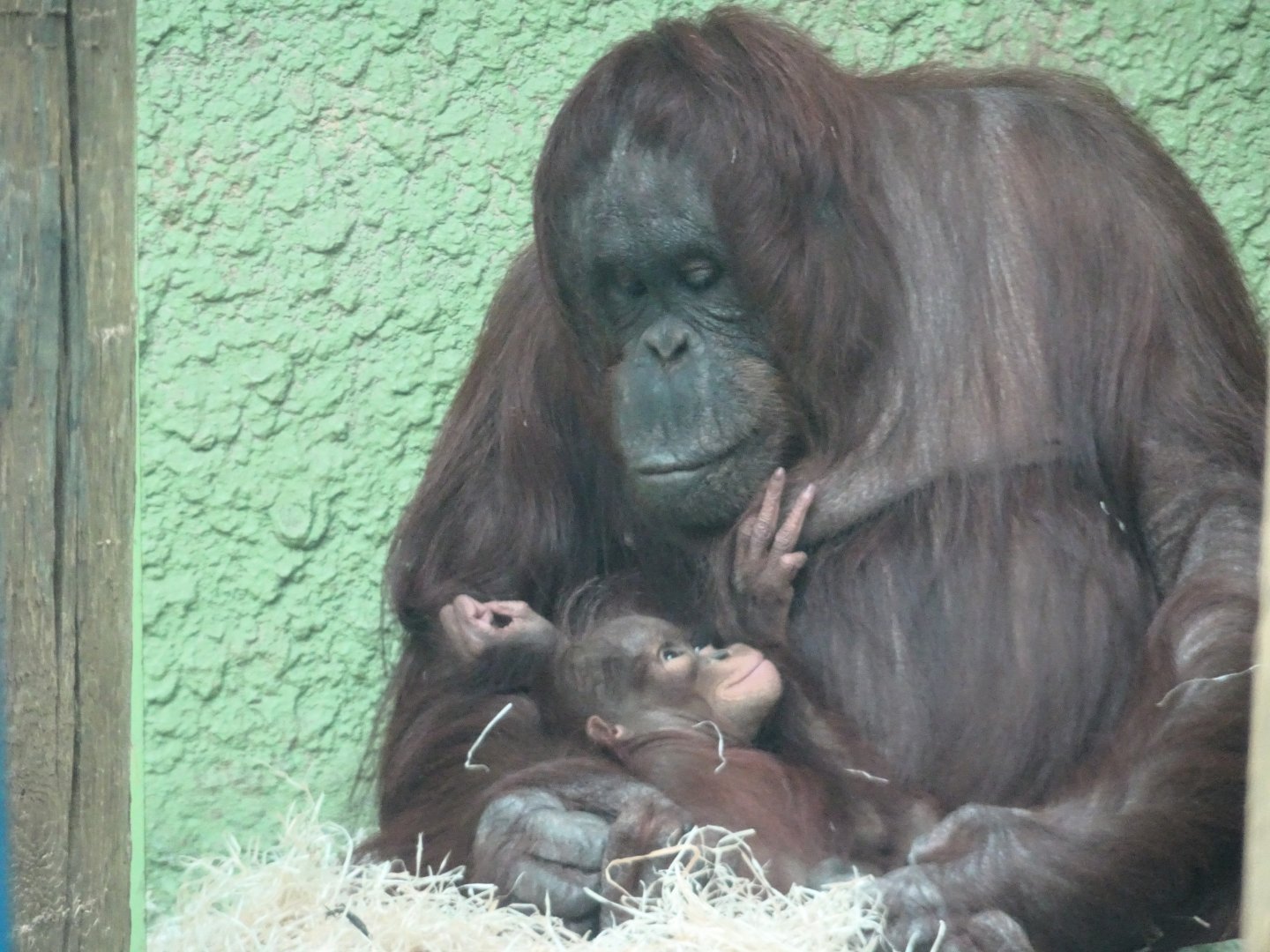 Bornean Orangutans 31 August 2025