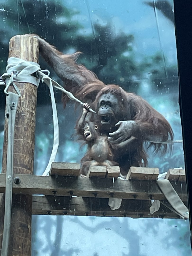 Bornean Orangutans (6/4/23)