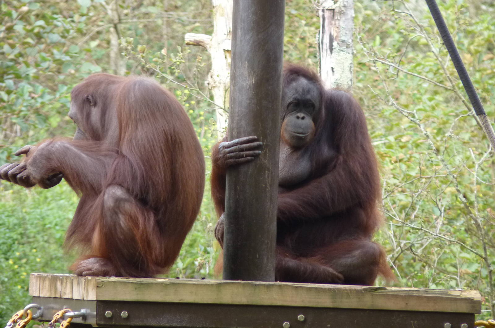 Bornean Orangutans, 7 October 2012