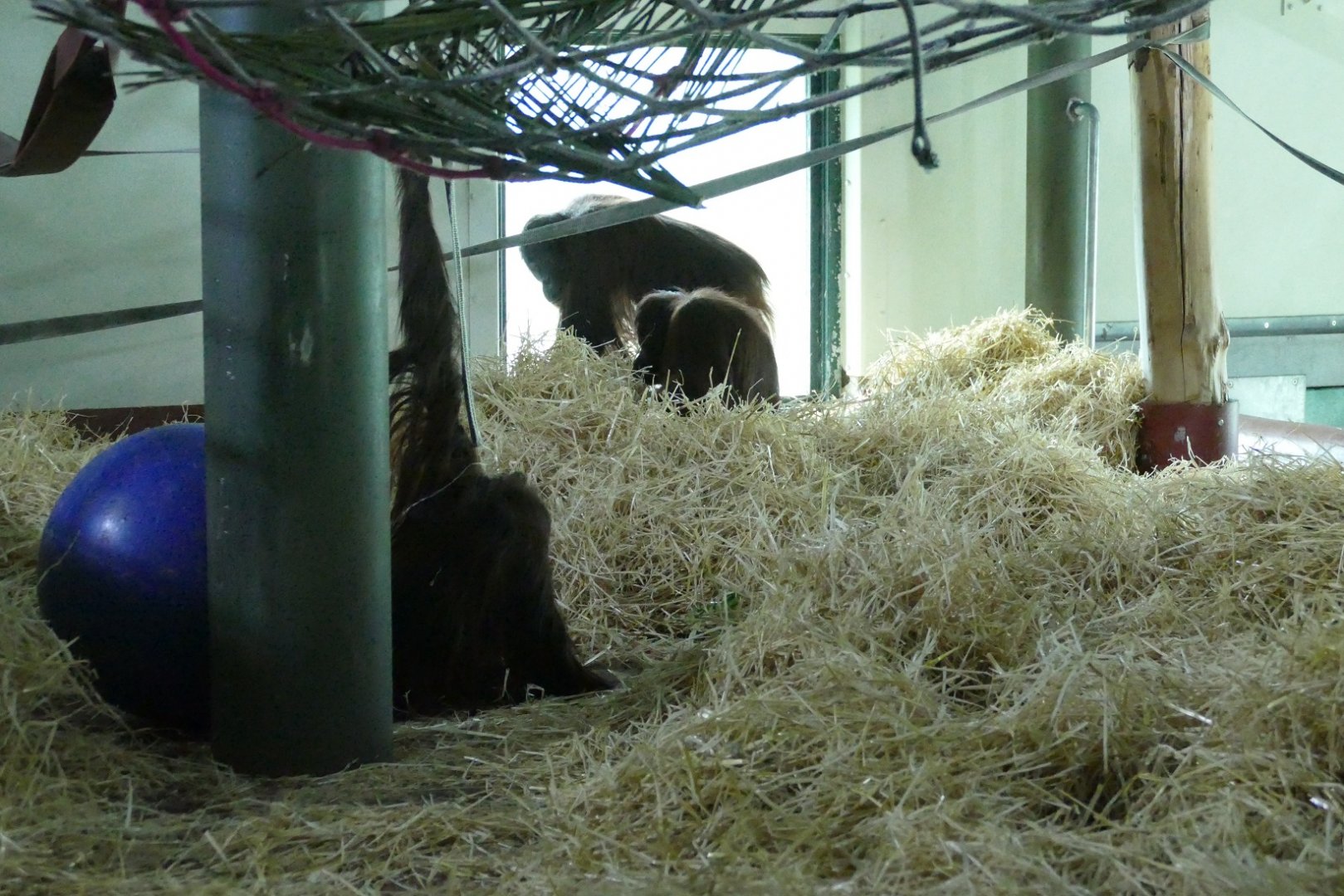 Bornean orangutans - a new mix, February 2019