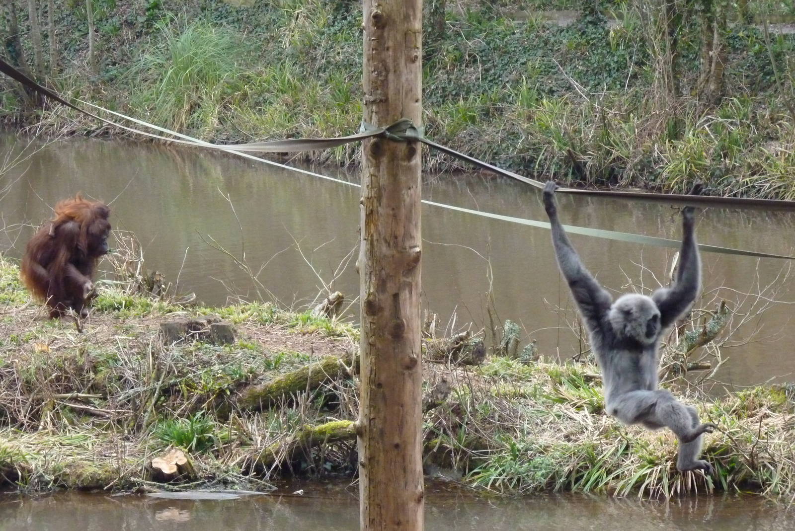 Bornean Orangutans and Grey Gibbon, March 2015
