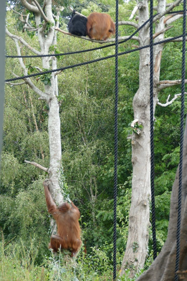 Bornean orangutans and Siamang, September 2018
