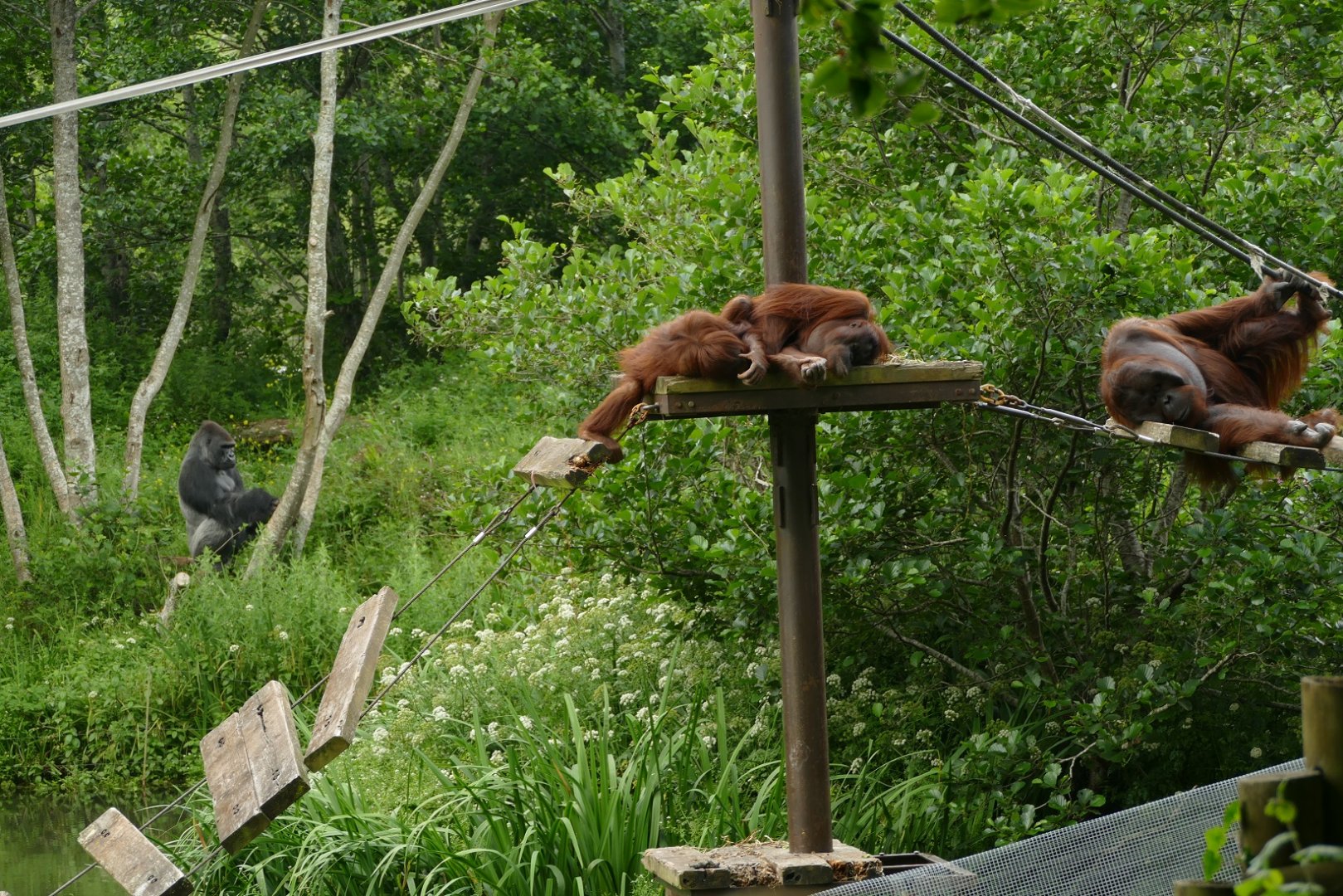 Bornean orangutans and Western lowland gorilla, July 2021