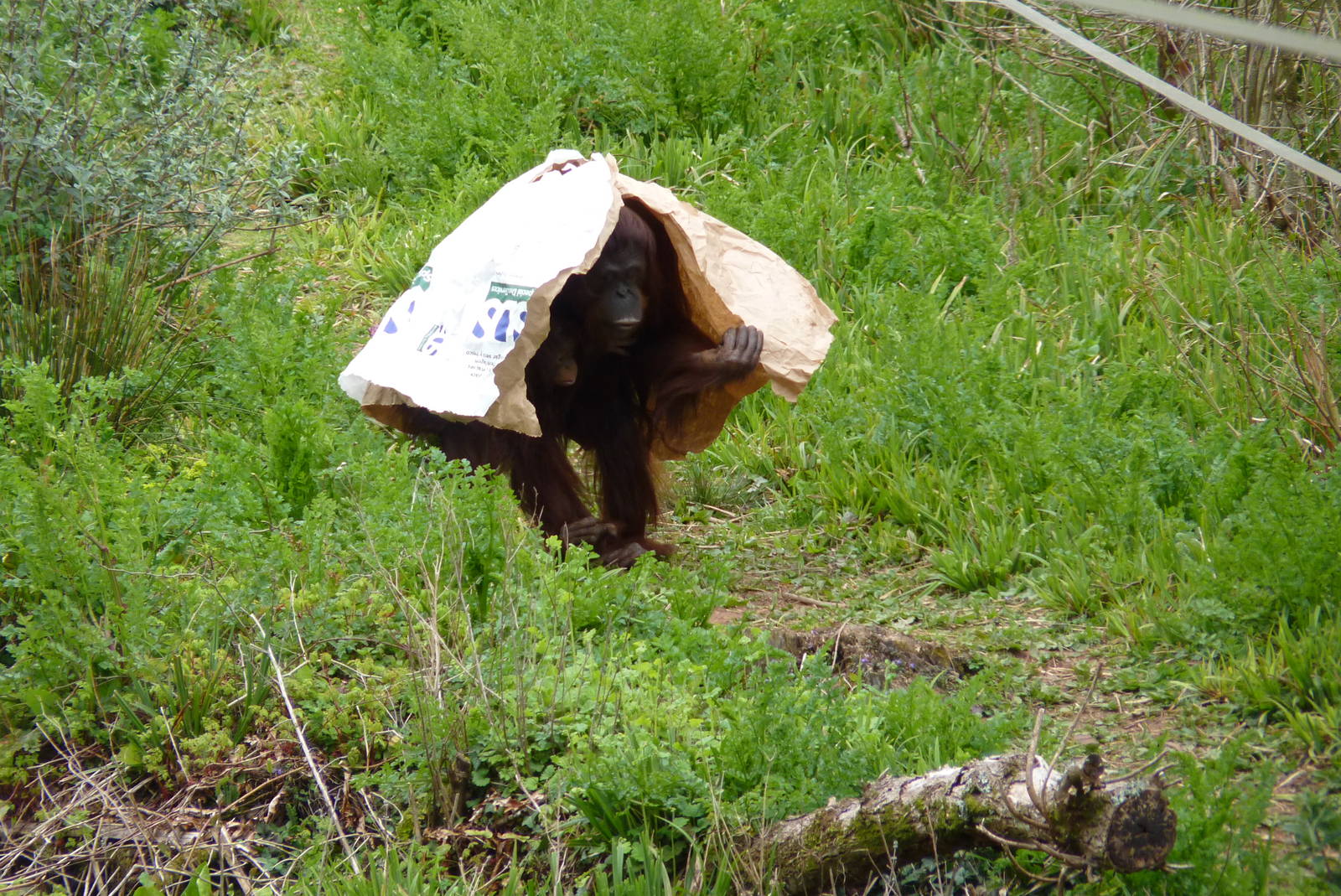 Bornean Orangutans, April 2016
