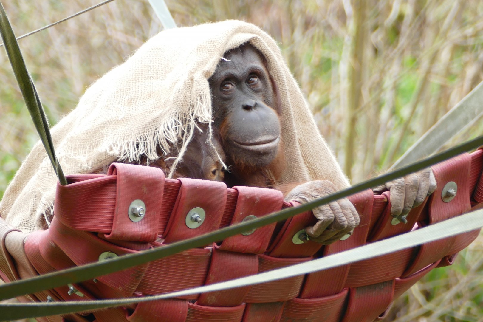 Bornean orangutans, April 2018