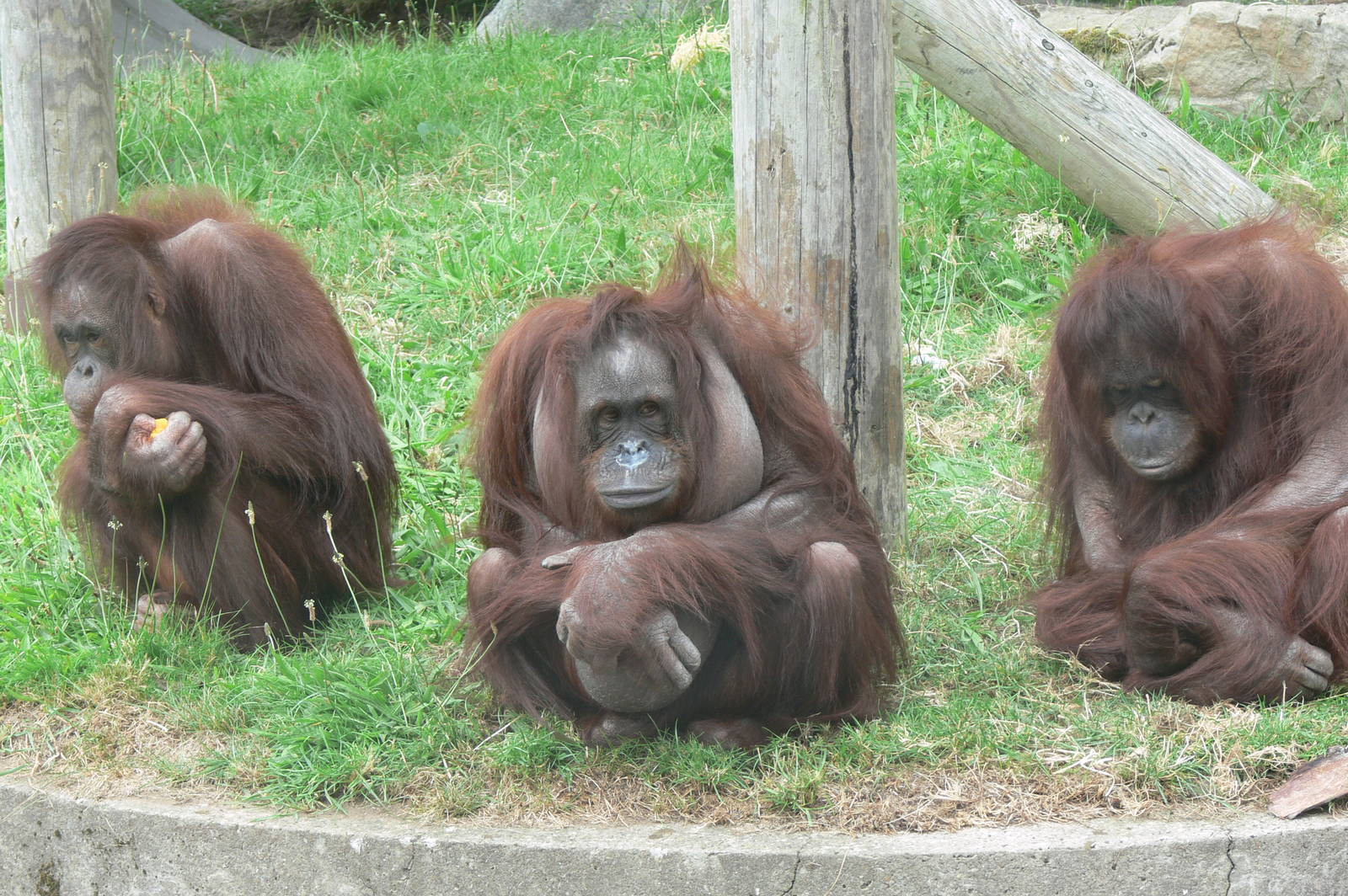 Bornean Orangutans at Blackpool Zoo, 16/08/14