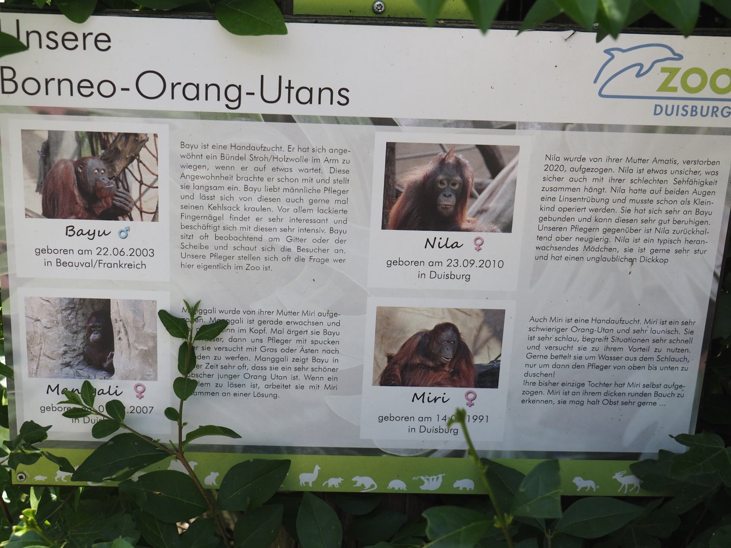 Bornean orangutans at Duisburg signage, 2024-06-08