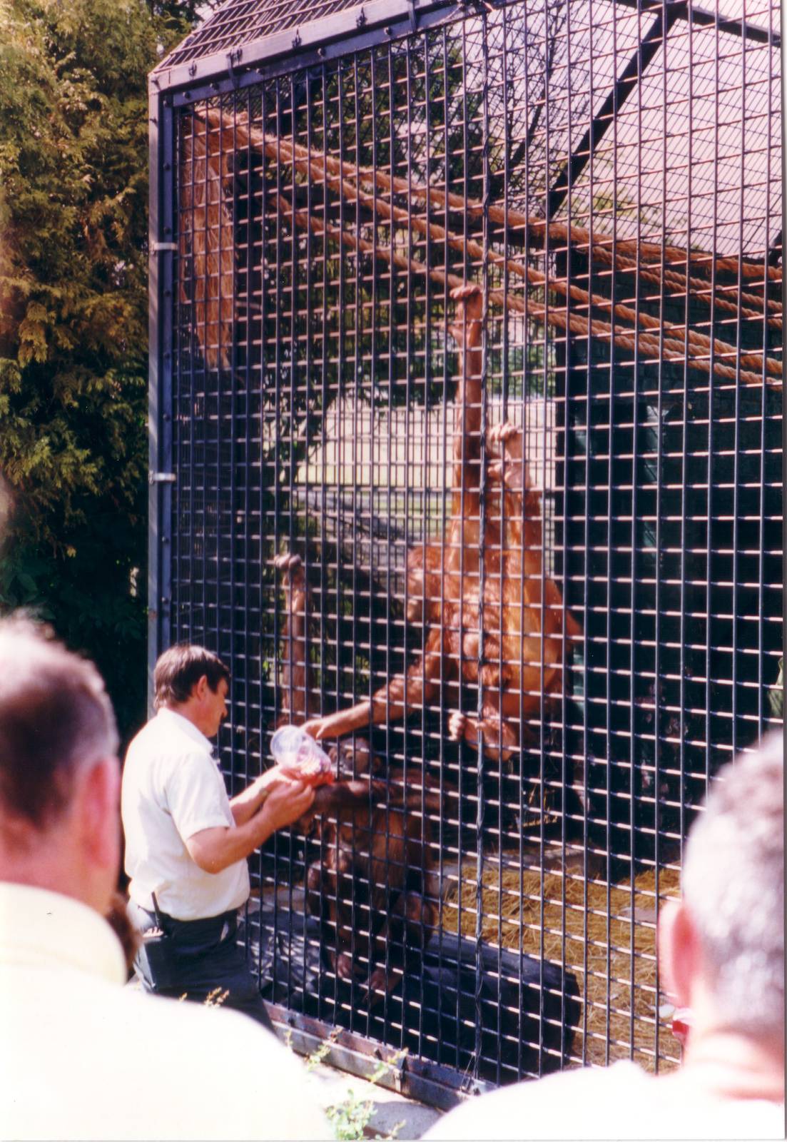 Bornean Orangutans, August 1996