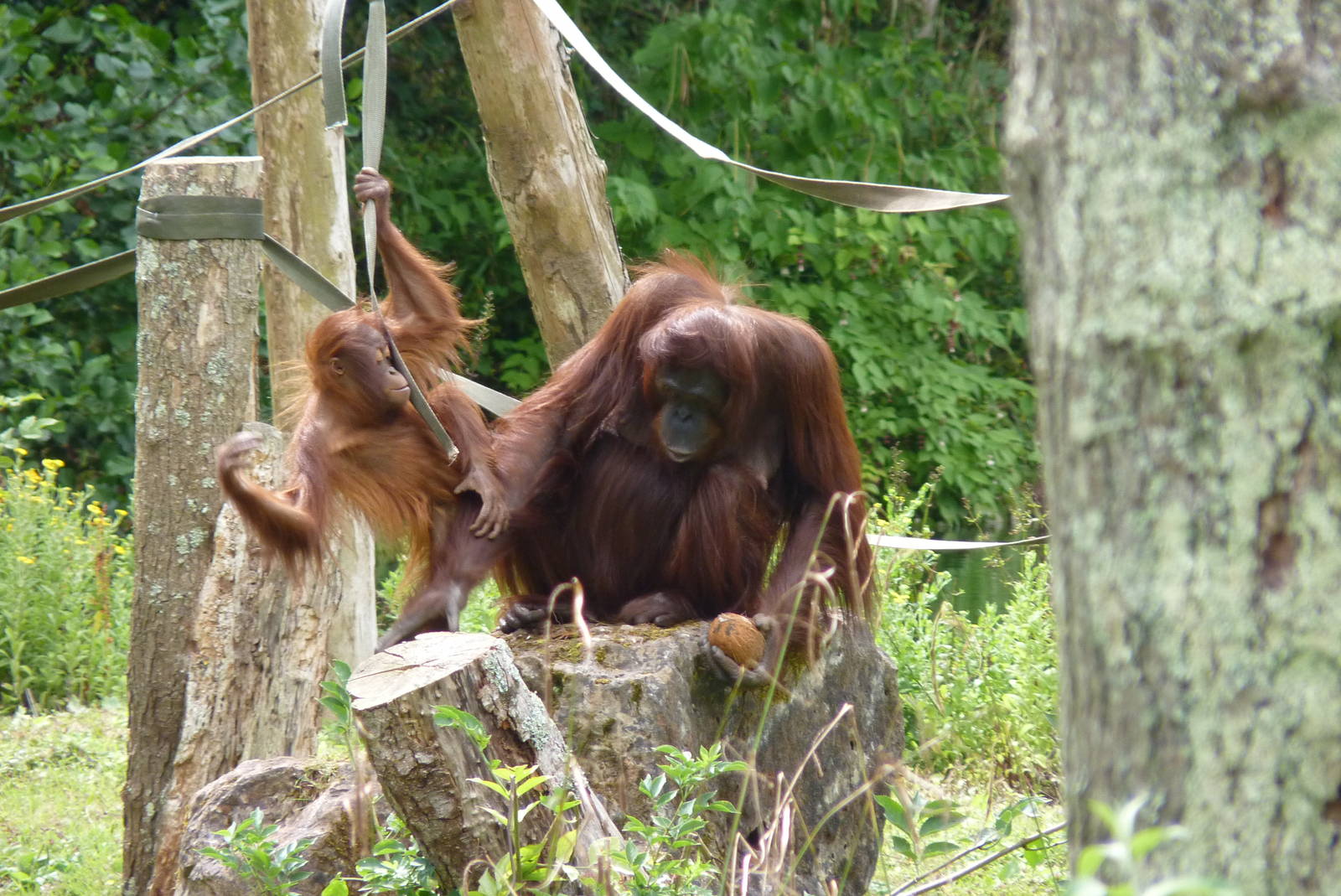 Bornean Orangutans, August 2016