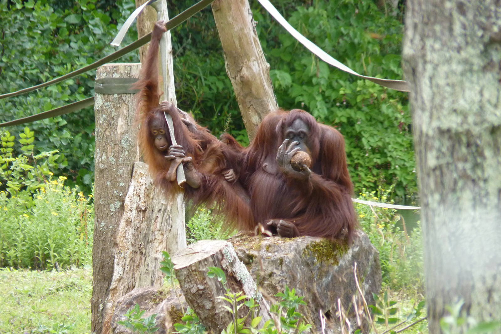 Bornean Orangutans, August 2016
