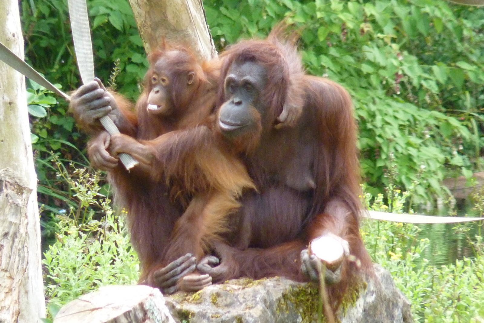 Bornean Orangutans, August 2016