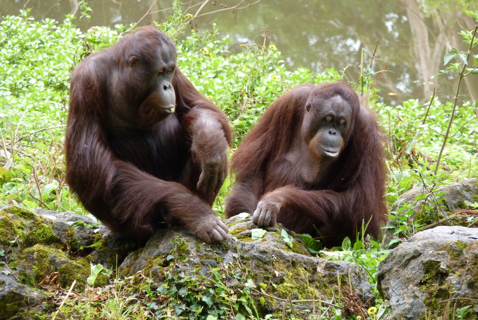 Bornean orangutans, August 2017