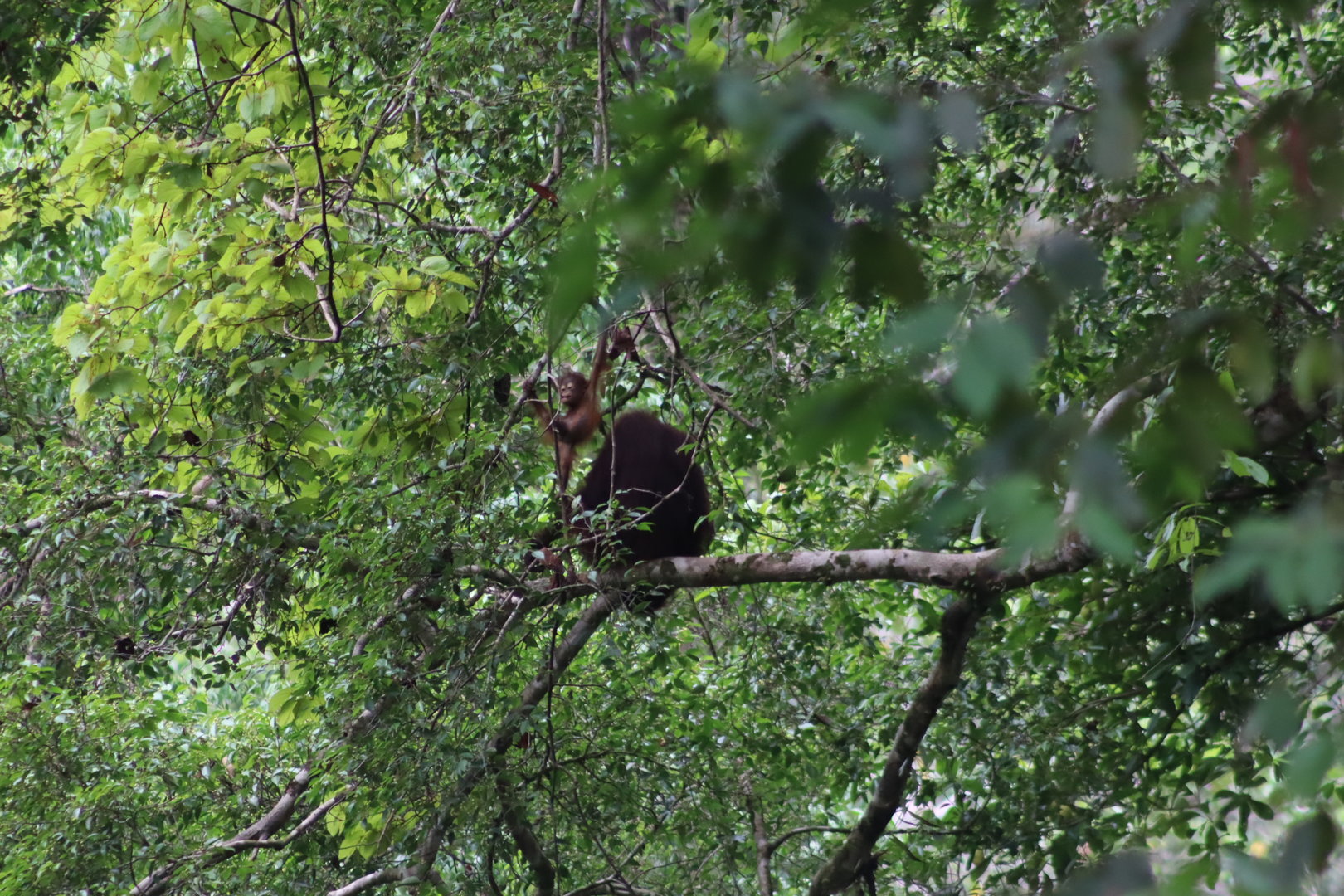 Bornean orangutans - Borneo Rainforest Lodge, 20 June 2023