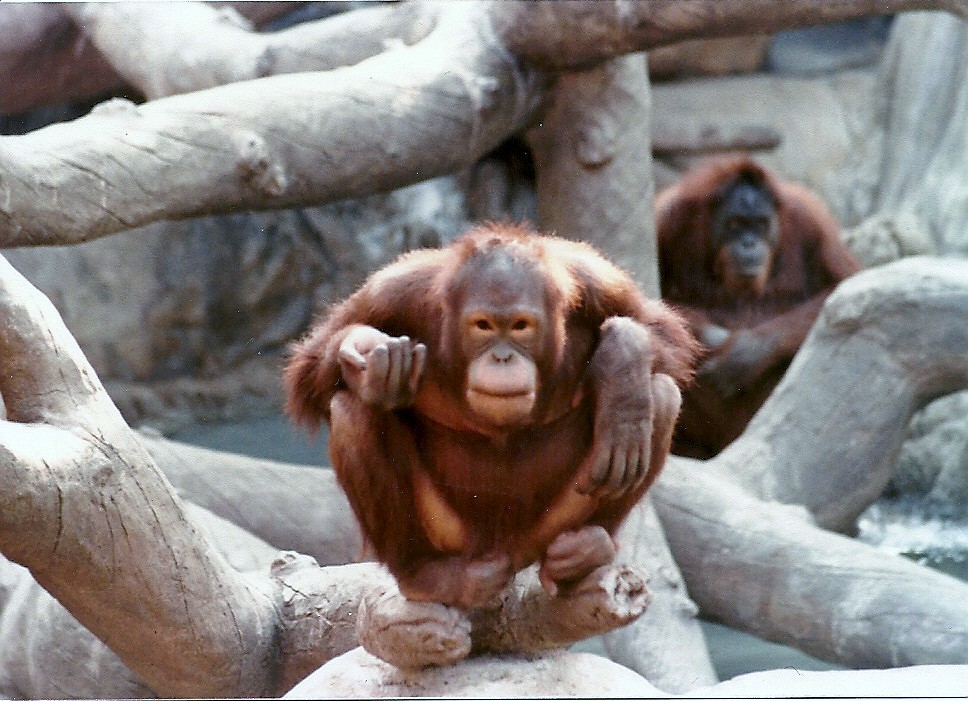 Bornean Orangutans - Circa 1980