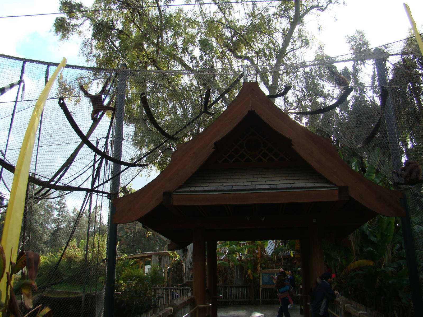 Bornean Orangutans crossing