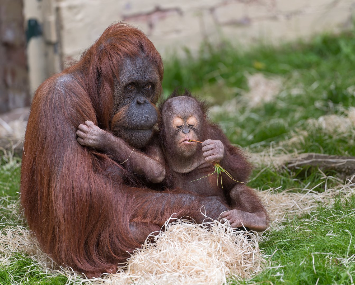 Bornean Orangutans, Dudley, UK