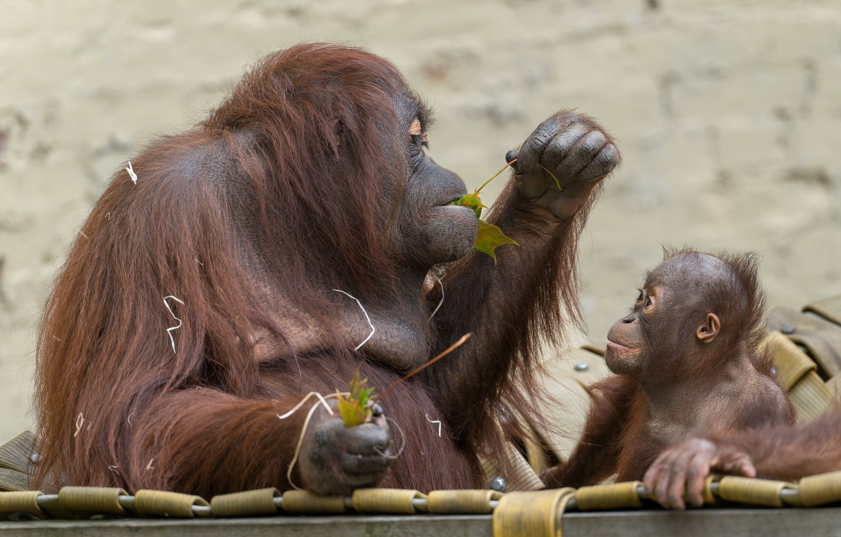 Bornean Orangutans, Dudley, UK