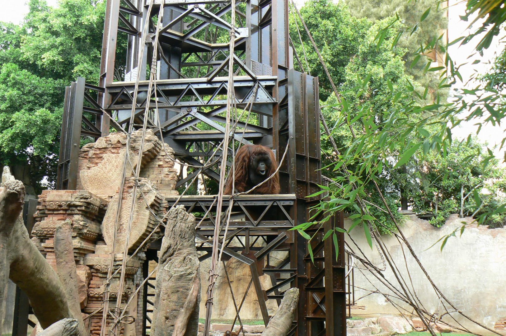 Bornean orangutans exhibit