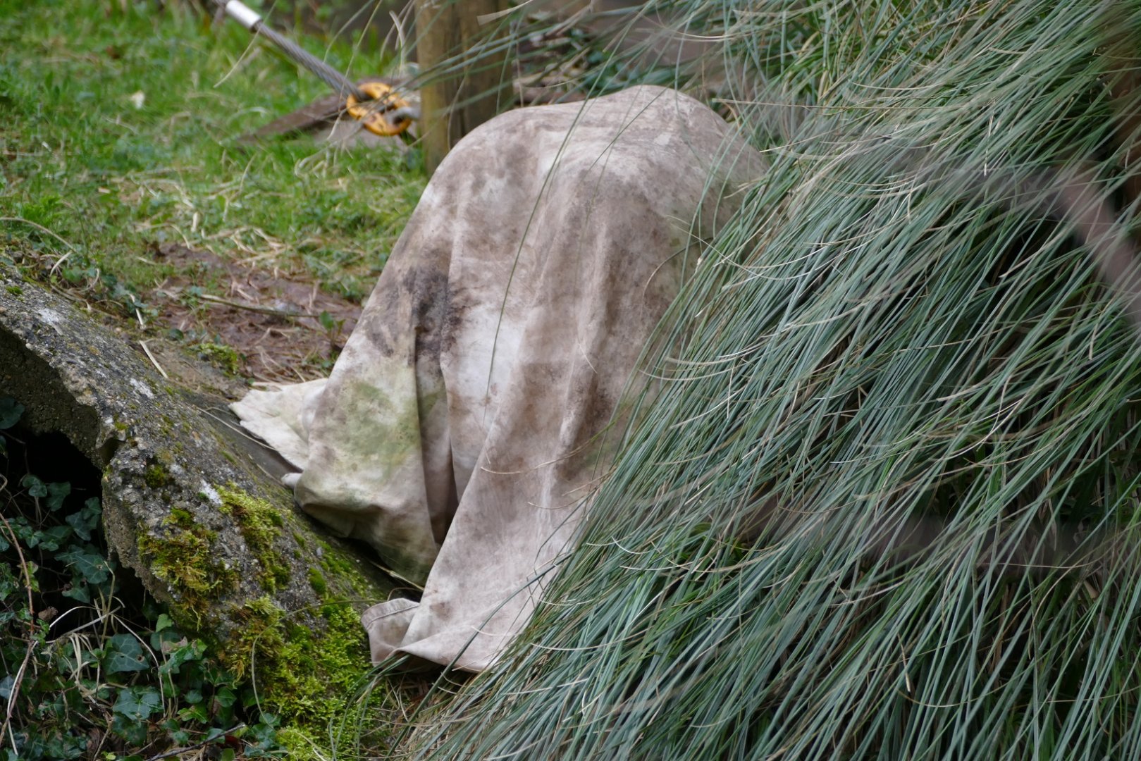 Bornean orangutans, February 2020