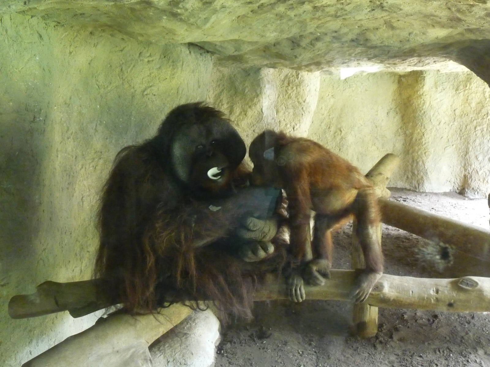BORNEAN ORANGUTANS GUADALAJARA ZOO