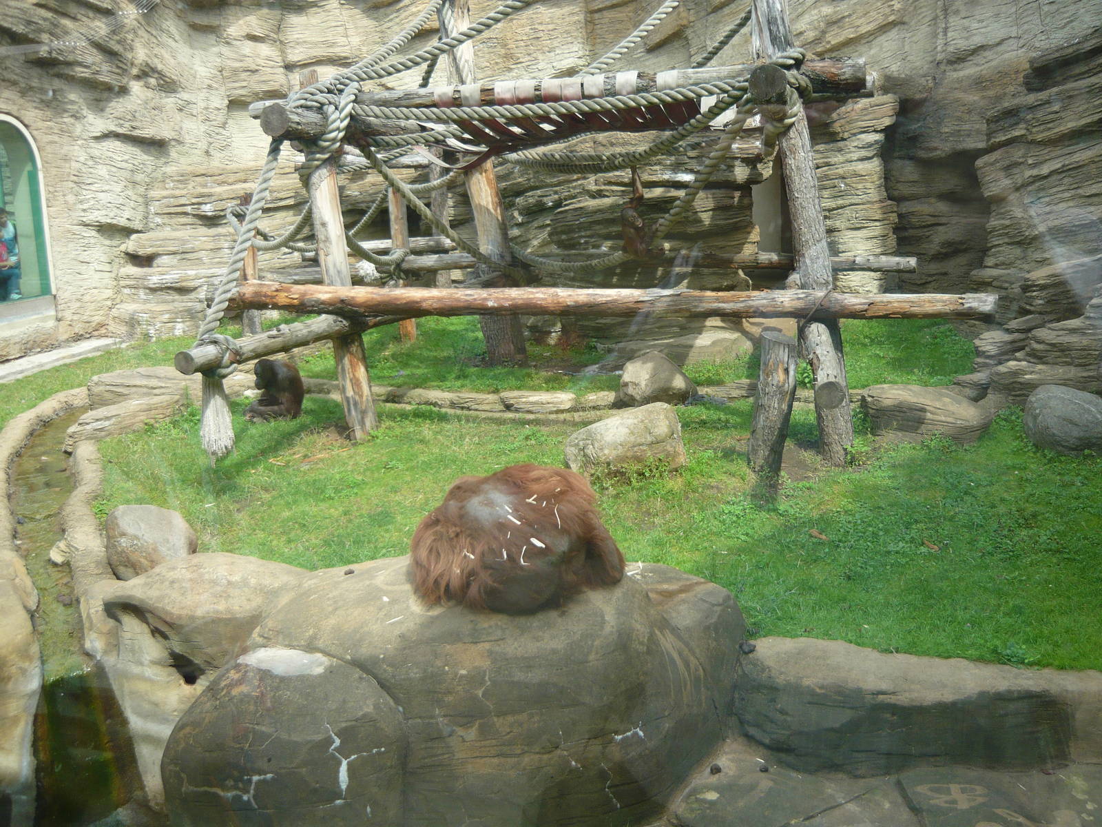 Bornean orangutans in their outdoor enclosure
