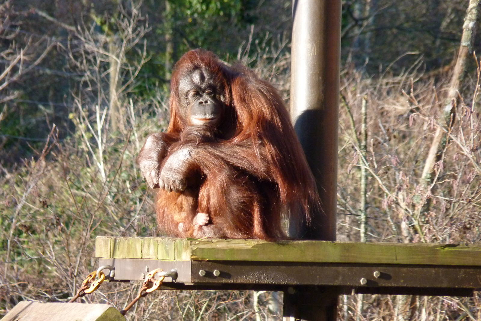 Bornean Orangutans, January 2015