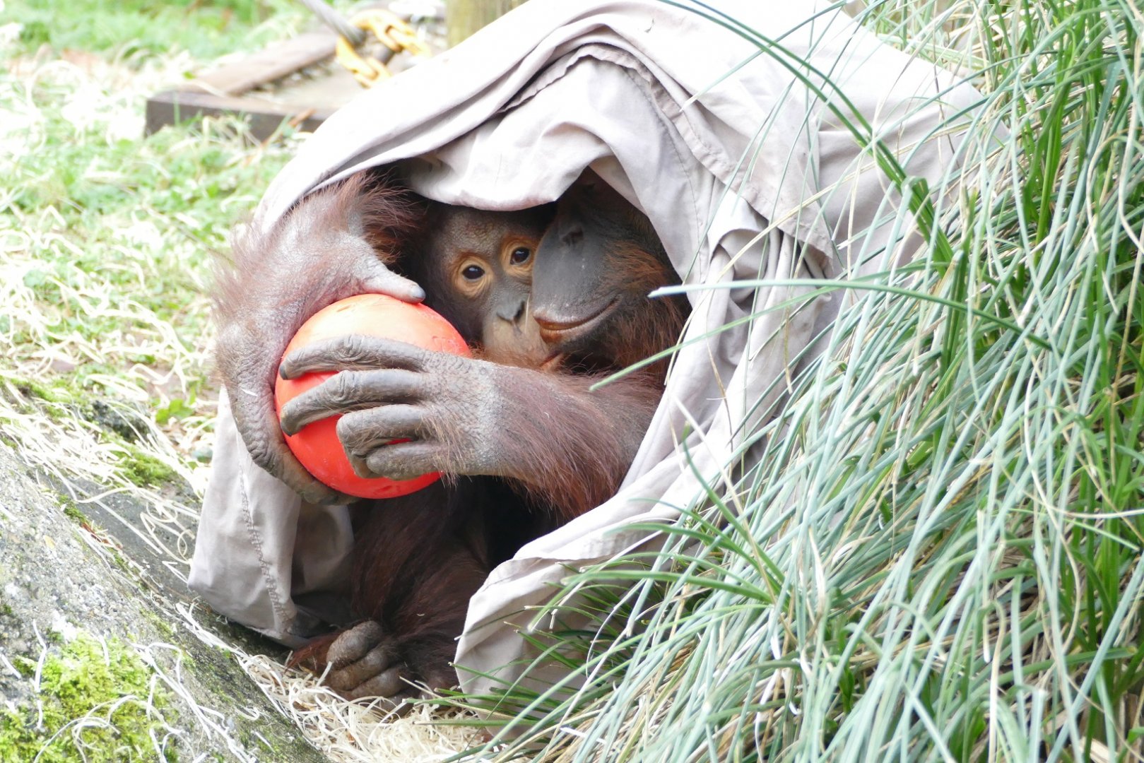 Bornean orangutans, January 2019