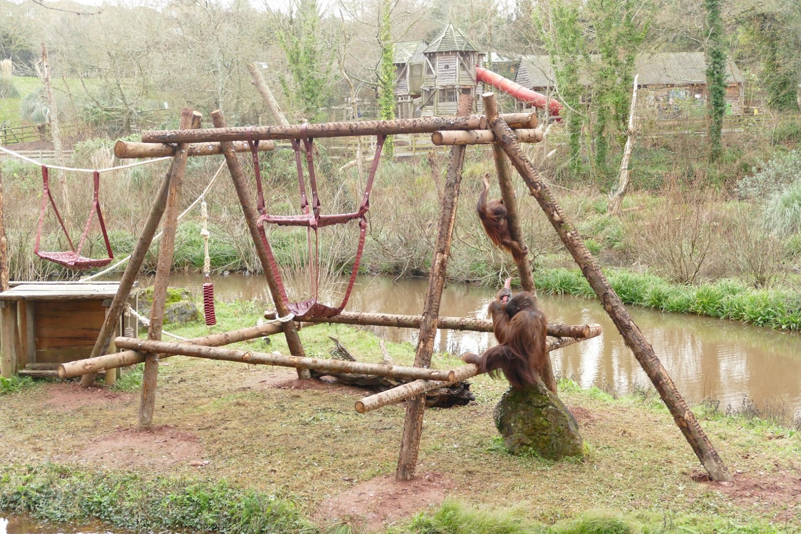 Bornean orangutans, January 2022