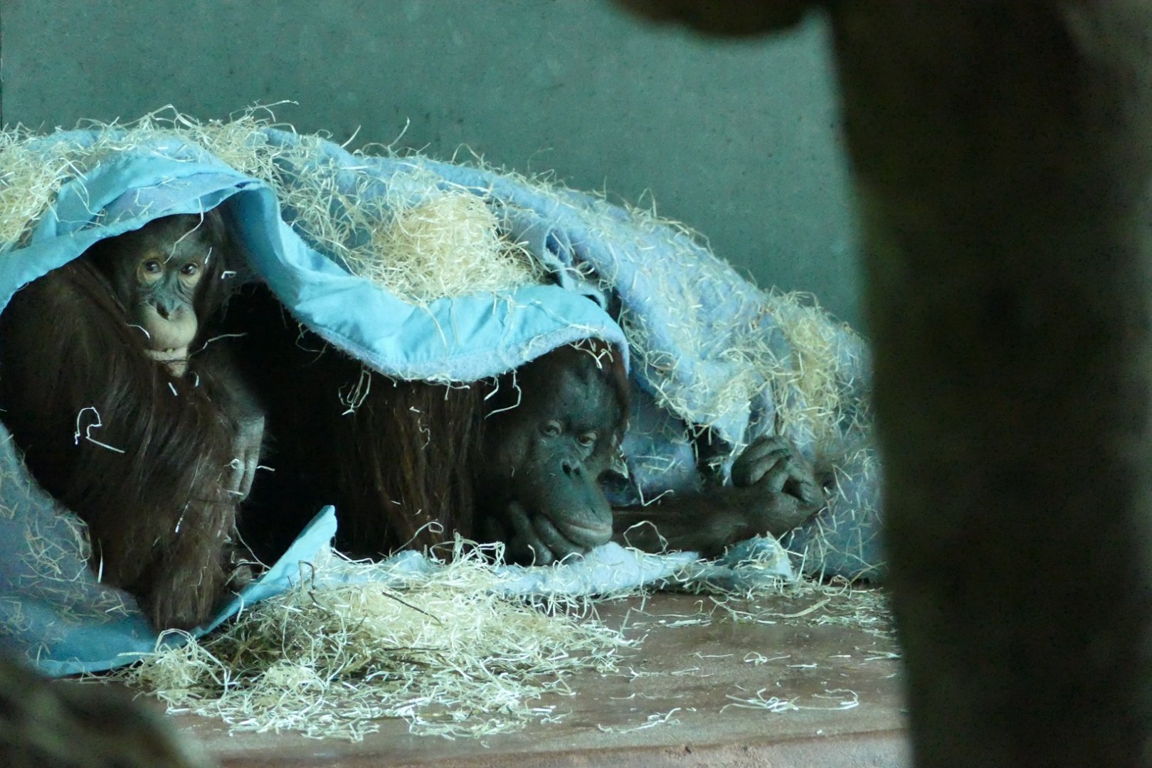 Bornean orangutans, January 2022