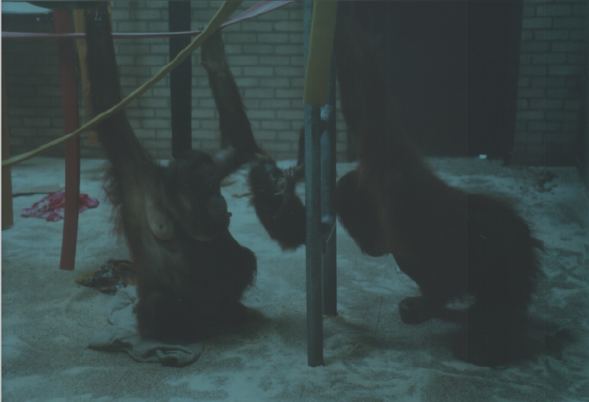 Bornean Orangutans, July 2000