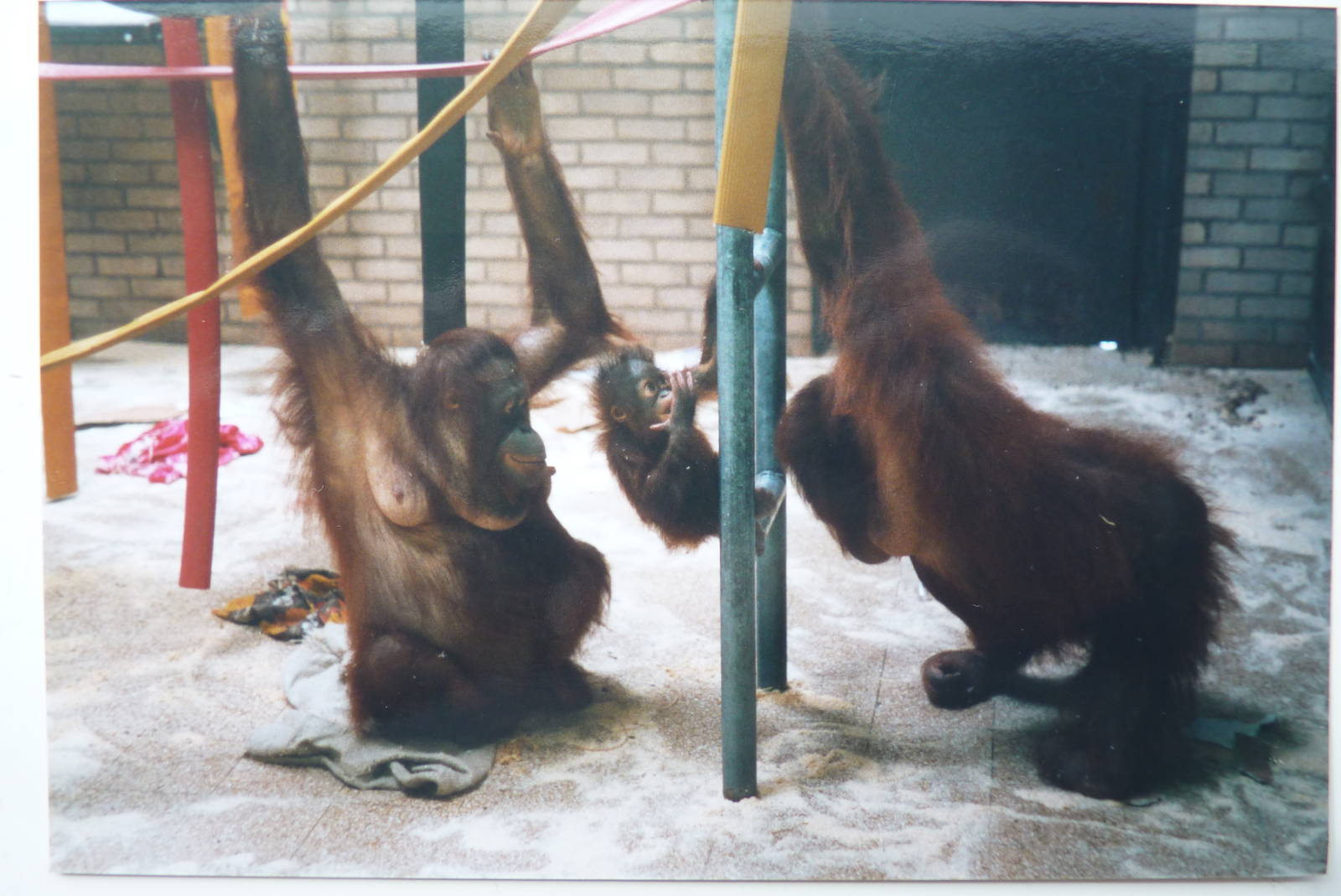 Bornean orangutans, July 2000
