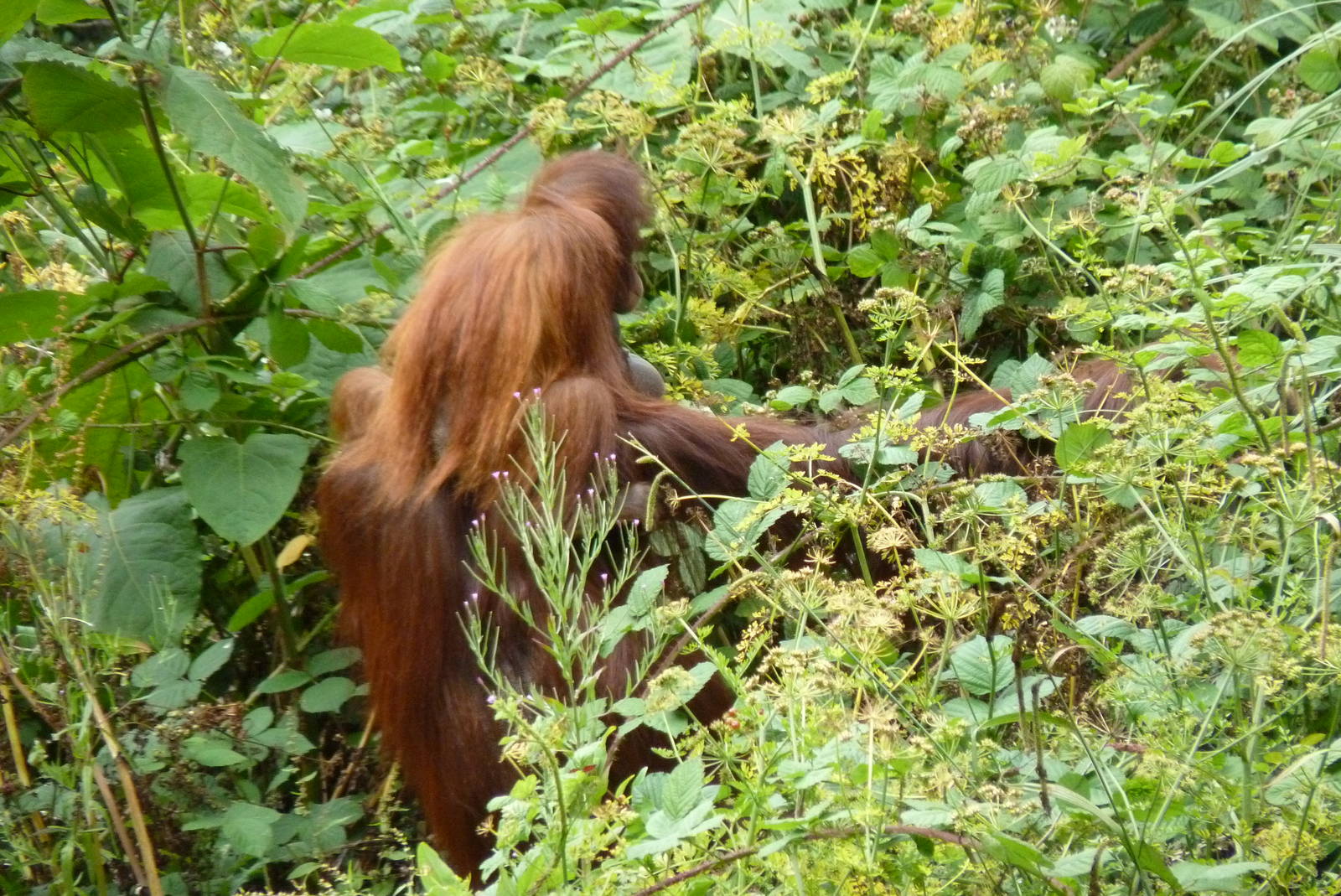 Bornean Orangutans, July 2015