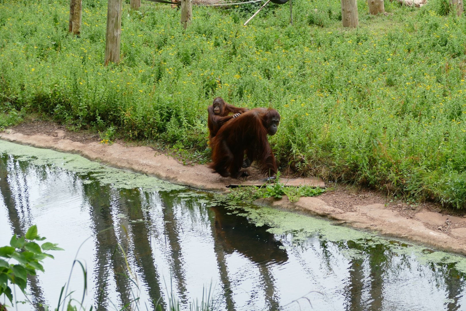 Bornean orangutans, July 2018