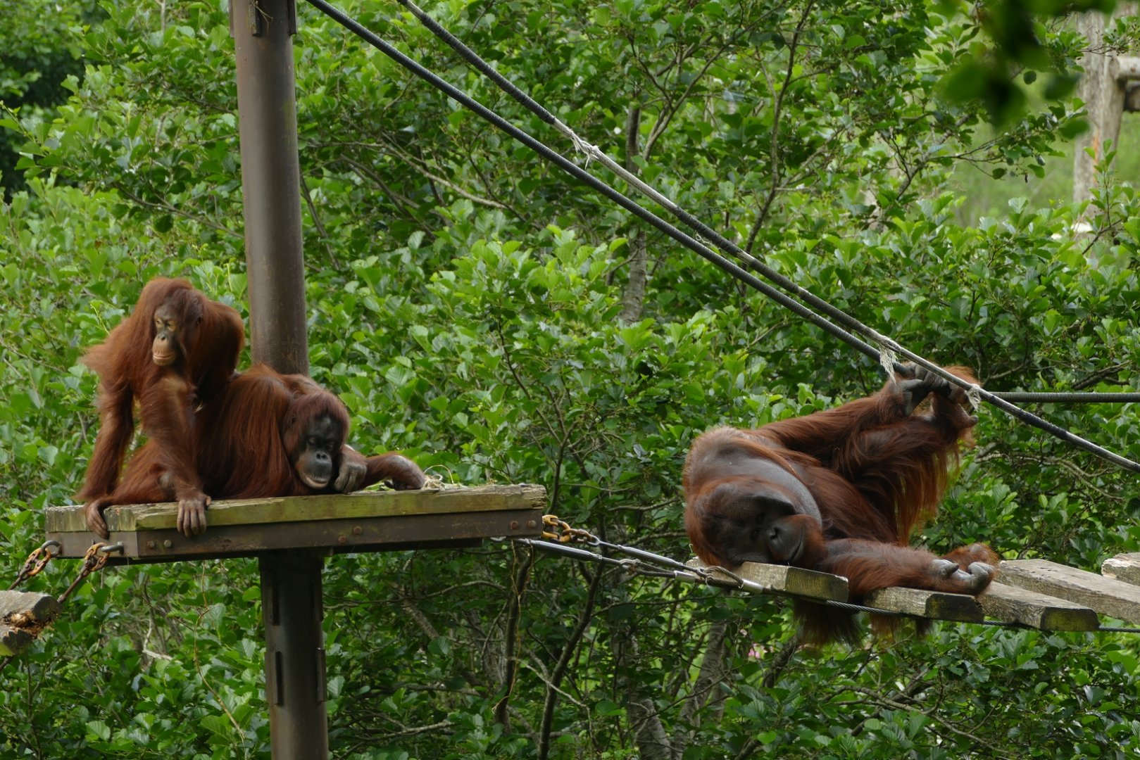 Bornean orangutans, July 2021
