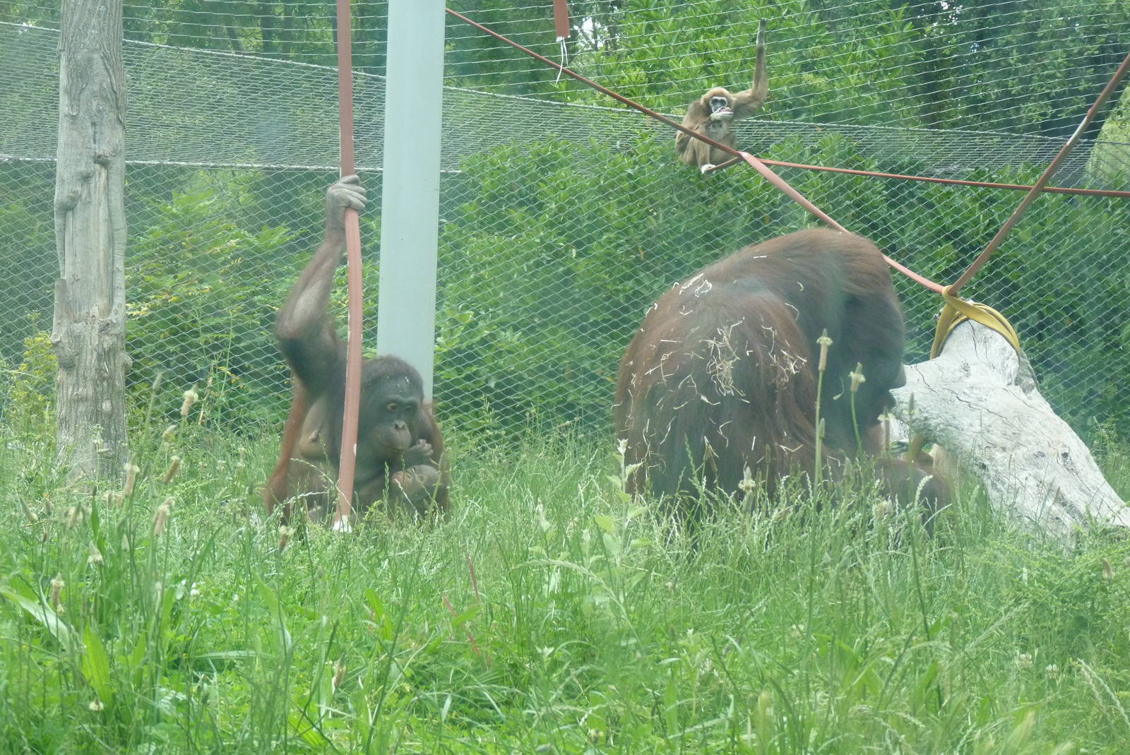 Bornean Orangutans, June 2013